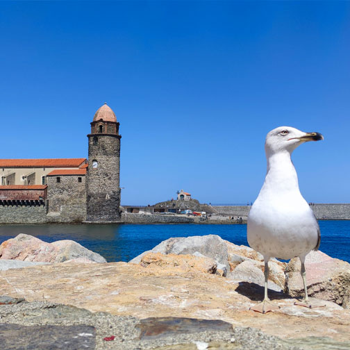 504x504 collioure.jpg